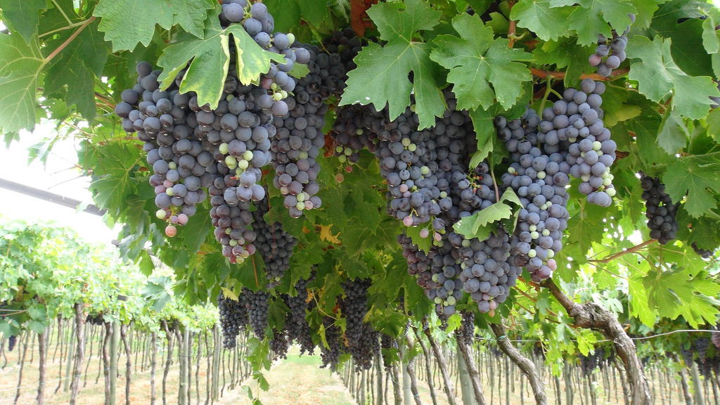 Azienda Agrituristica Corteforte Fumane Ngoại thất bức ảnh